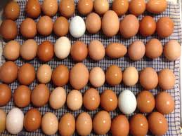 Eggs.jfif