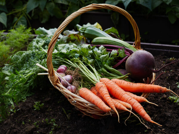 CSA-Small Veggie Pack