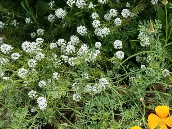Flowers- Sweet Alyssum