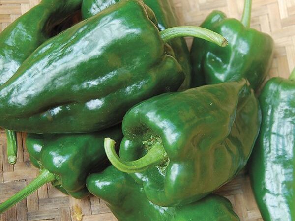 Hot Pepper- Poblano