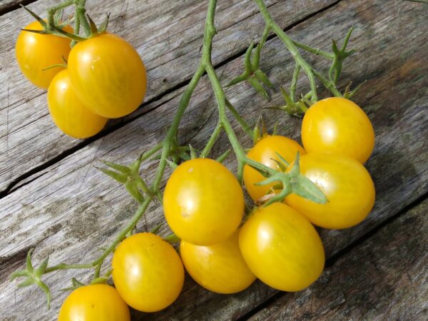 Cherry Tomato- Yellow