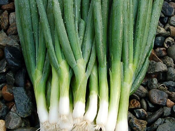 Green Onions