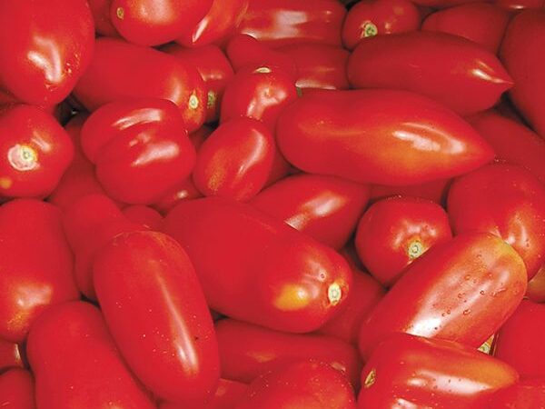 Sauce Tomato- San Marzano