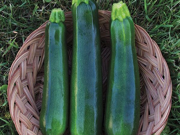 Green Zucchini
