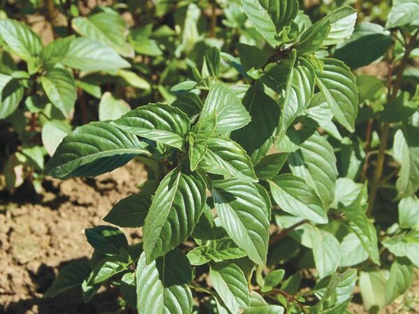 Herbs- Thai Basil