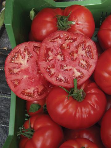 Beefsteak Tomato-Brandywine