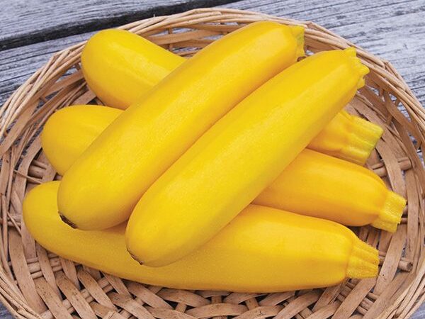 Yellow Zucchini