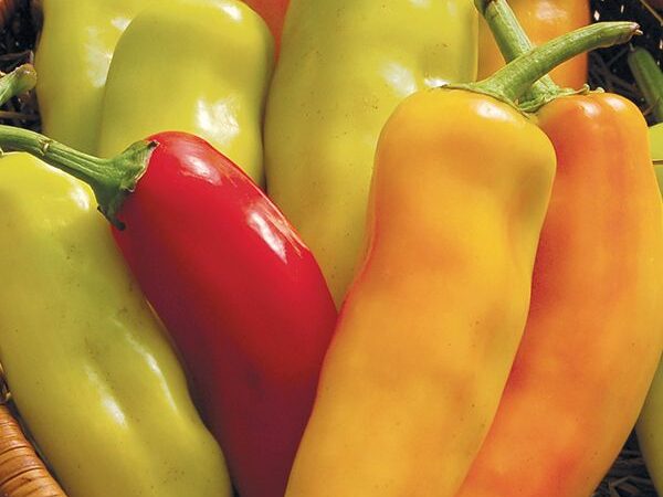 Hot Pepper- Hungarian