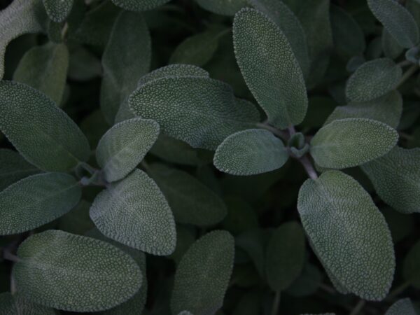 Herbs- Sage