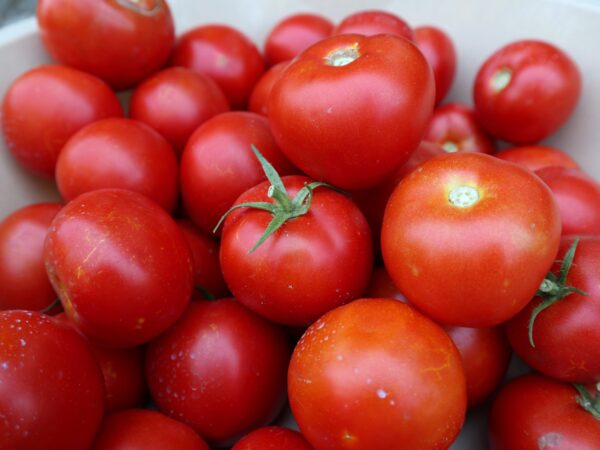 Midsize Tomato- Moskvich