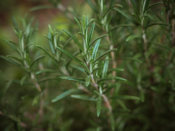Herbs- Rosemary