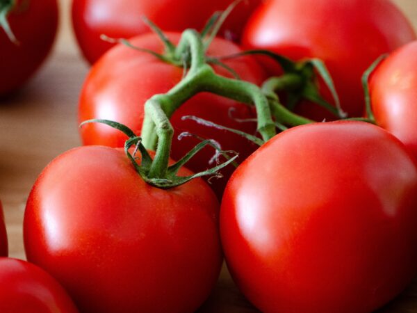 Midsize Tomato- Oregon Spring