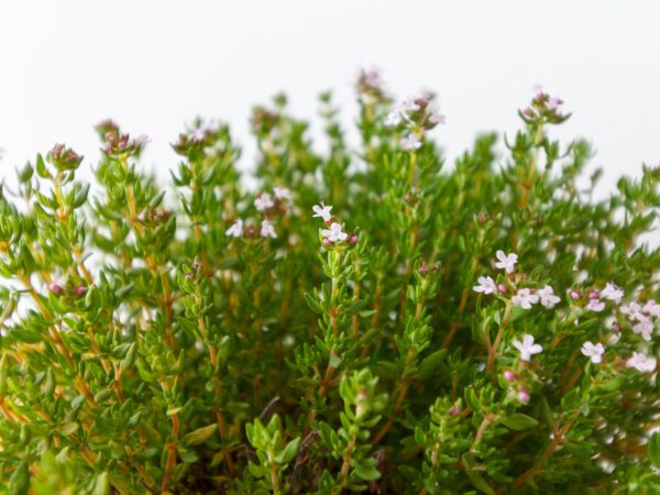 Herbs- Thyme