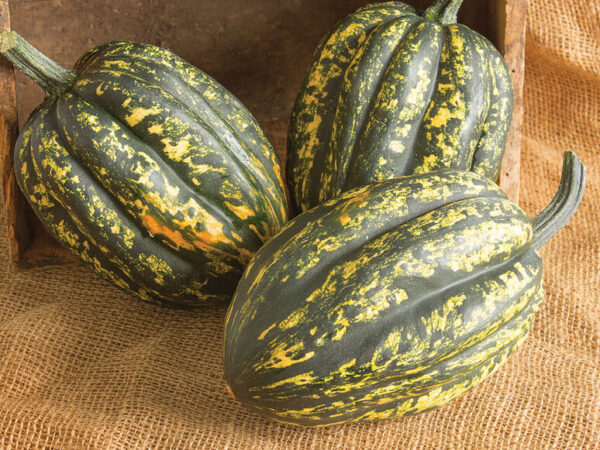 Acorn Squash