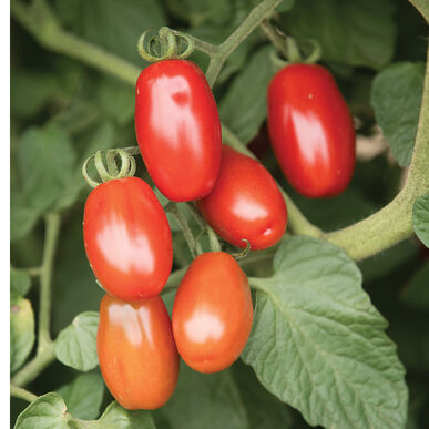Grape Tomato- Red