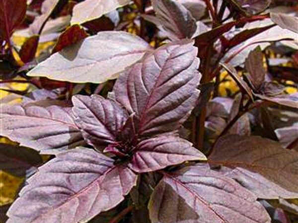 Herbs- Purple Basil