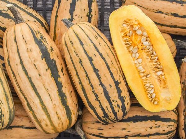 Delicata Squash