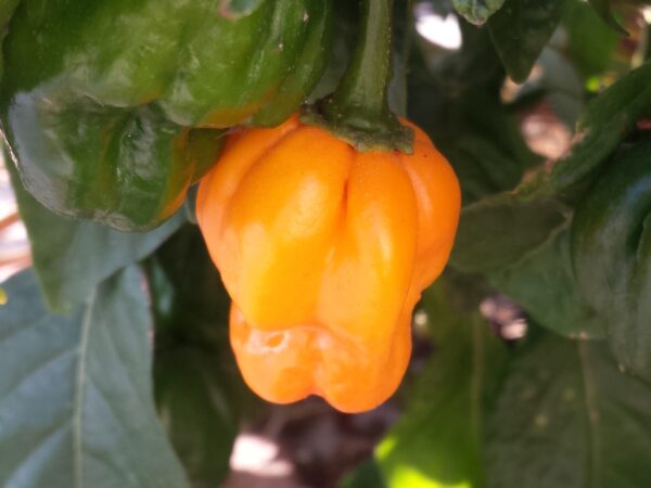 Scotch_bonnet_chili_pepper.jpg