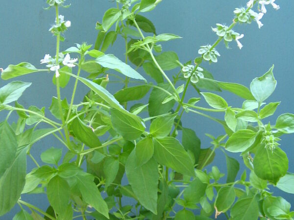 Lemon Basil.jpg