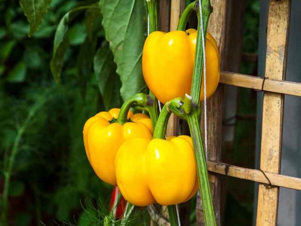 Yellow Peppers.jpg