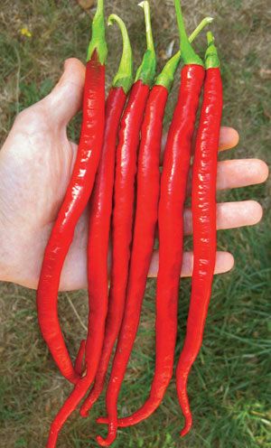 Joe's Long Cayenne.jpg