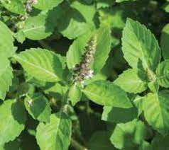 Holy Basil.jpg