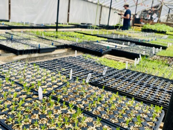 All Plants