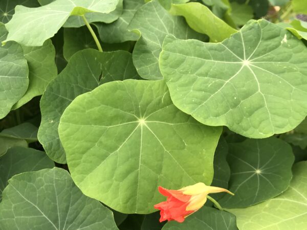 Seedling Plant Presale