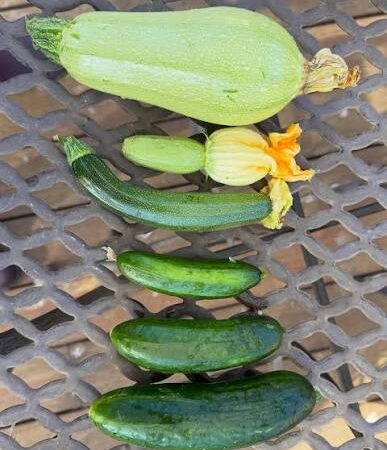 Cucumber, Melons & Squash