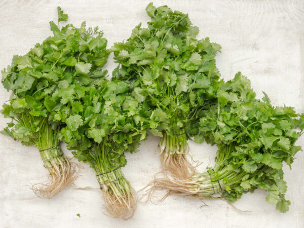 Herbs- Cilantro