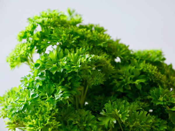Herbs- Curly Parsley