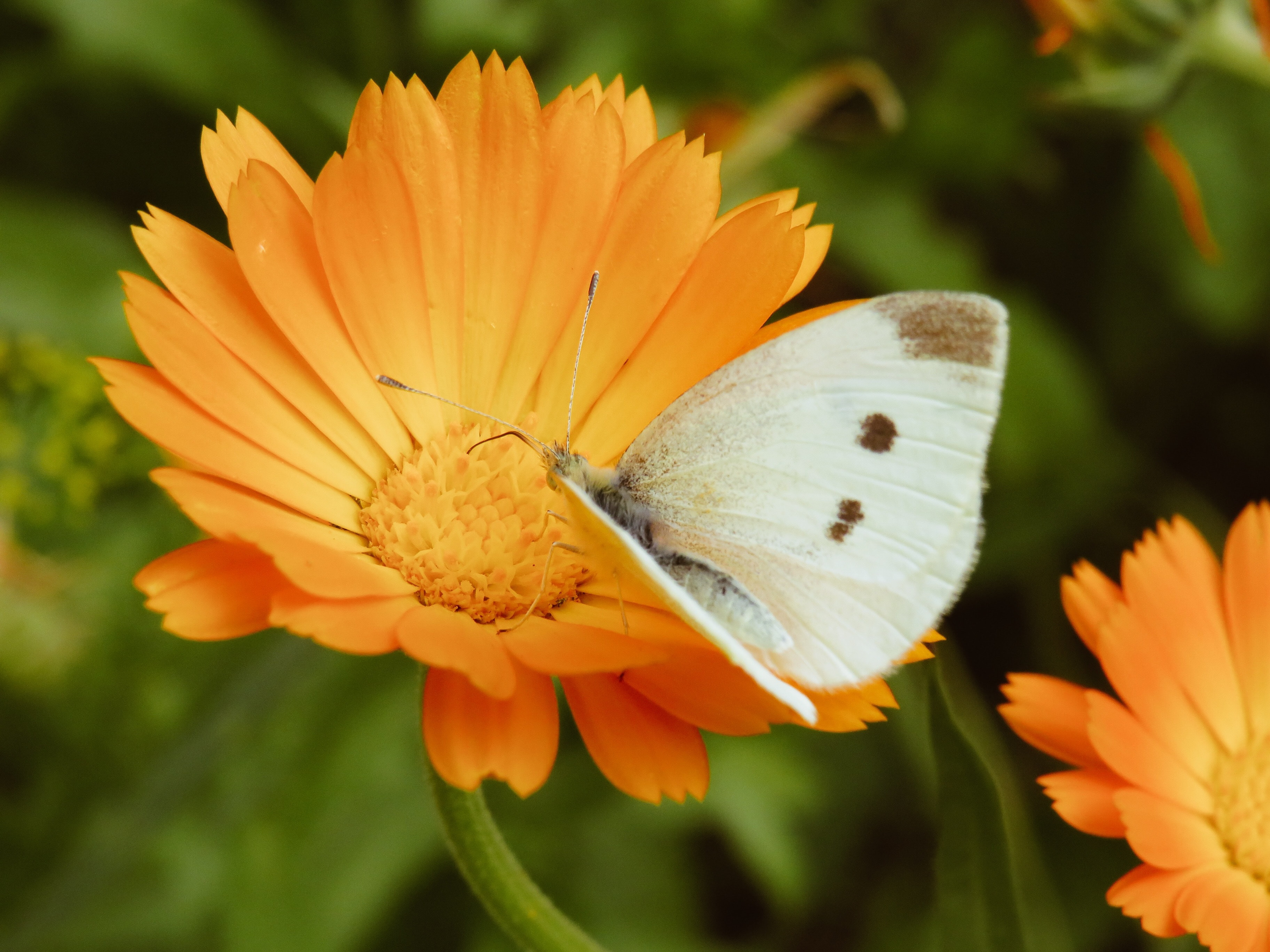 Flowers- Calendula
